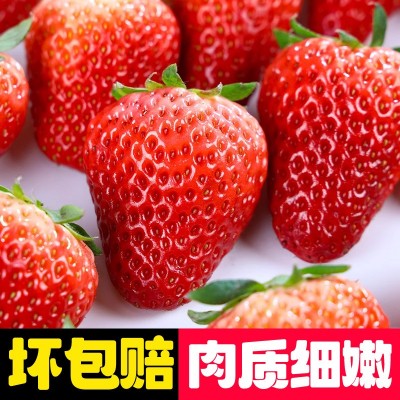 凉慕正宗大凉山奶油草莓现摘现发新鲜应季露天水果香甜美味大草莓图4