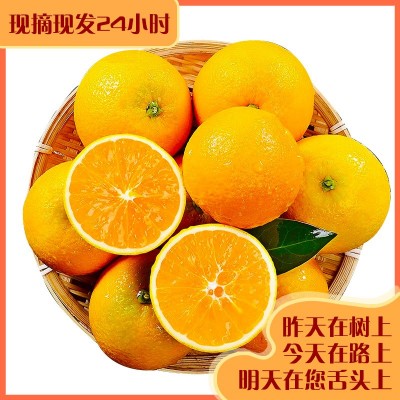 【低温地区专属】秭归脐橙当季脐橙爆汁橙子新鲜现采手剥九月红橙图5