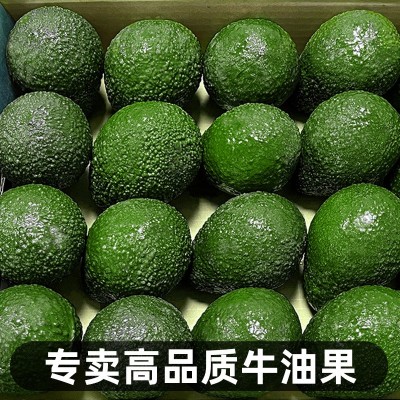 云南牛油果新鲜水果墨西哥鳄梨大果树上熟透即食宝宝 辅食包邮图2