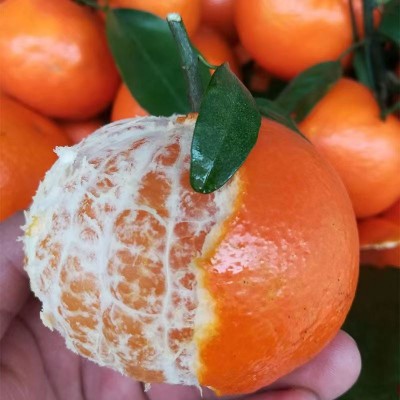 江西赣州寻乌沃柑赣南寻乌沃柑现採现发新鲜採摘橘香味超级浓郁图5