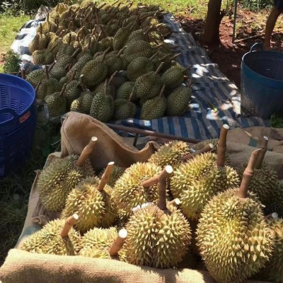 泰国金枕榴莲鲜果进口热带水果榴莲代发整箱带壳新鲜全年供应批发图4