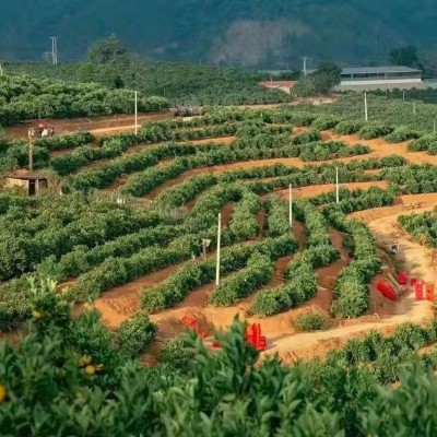 云南实建褚橙花斑果正宗褚时健皮薄汁多味甜冰糖橙应季新鲜水果图4