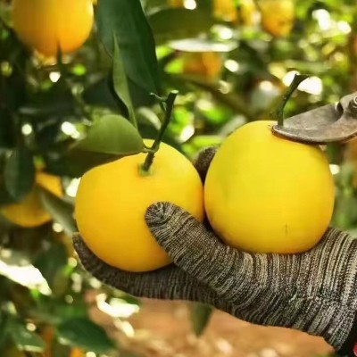 云南实建褚橙花斑果正宗褚时健皮薄汁多味甜冰糖橙应季新鲜水果图3