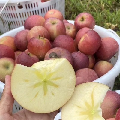 云之萌萌果云南新鲜水果昭通高原丑苹果冰糖心苹果丑苹果糖心苹图2