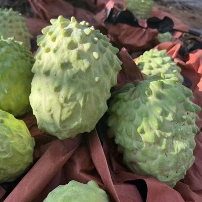 云南高原水果热带水果产地直发释迦果超甜牛奶凤梨新鲜水果释迦果图3