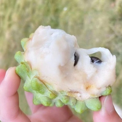云南高原水果热带水果产地直发释迦果超甜牛奶凤梨新鲜水果释迦果图4