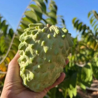 云南高原水果热带水果产地直发释迦果超甜牛奶凤梨新鲜水果释迦果图2