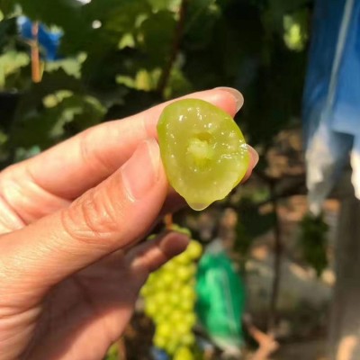 云南高原新鲜水果晴王阳光玫瑰葡萄青提高端水果新鲜晴王阳光玫瑰图5