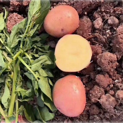 云南高原沙地新鲜蔬菜土豆10斤红皮黄心粉面小土豆新鲜小土豆蔬菜图4