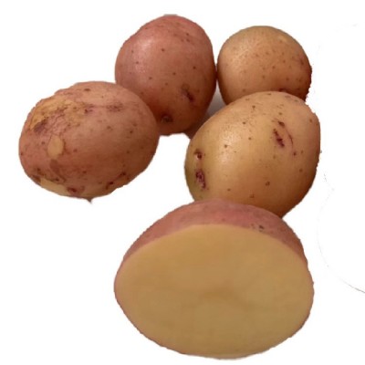 云南高原沙地新鲜蔬菜土豆10斤红皮黄心粉面小土豆新鲜小土豆蔬菜图5