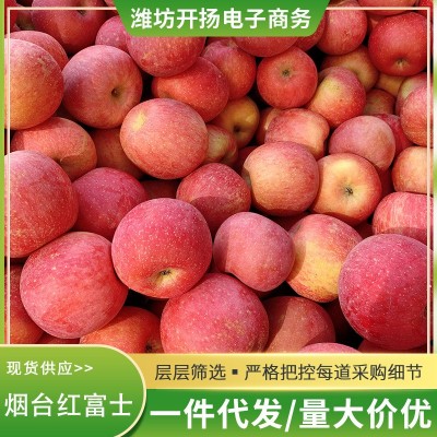正宗烟台红富士苹果 当季新鲜水果脆甜栖霞一件代发批发包邮图2
