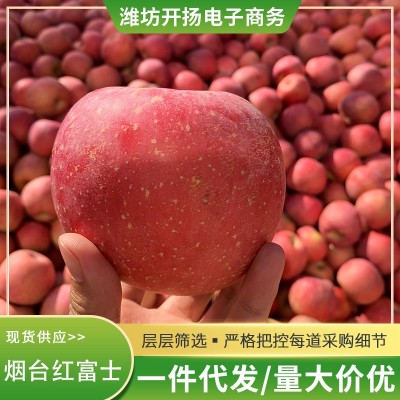 正宗烟台红富士苹果 当季新鲜水果脆甜栖霞一件代发批发包邮图4