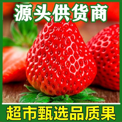 四川奶油草莓新鲜现摘孕妇当季大凉山牛奶草莓新鲜大超甜商用烘焙图3