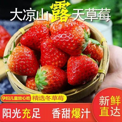 四川奶油草莓新鲜现摘孕妇当季大凉山牛奶草莓新鲜大超甜商用烘焙图2