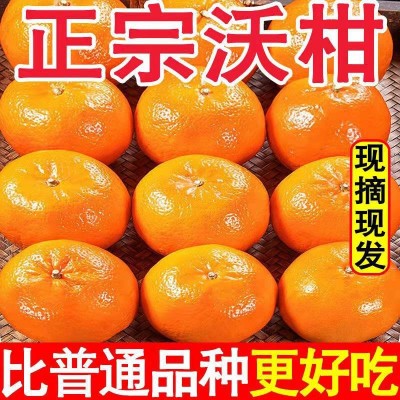 【现摘】正宗武鸣沃柑爆甜多汁新鲜皮薄肉厚纯甜无渣桔子橘子水果图2