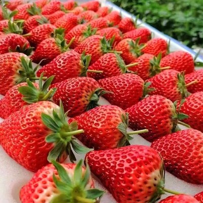 新鲜草莓水果礼盒 丹东99奶油草莓 当季新鲜年货水果礼盒图2