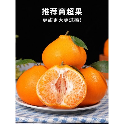 正宗四川春见耙耙柑10斤橘子水果当季丑八怪粑粑柑桔子丑柑桔包邮图4