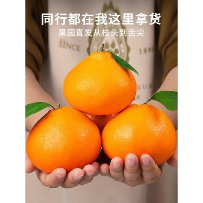 正宗四川春见耙耙柑10斤橘子水果当季丑八怪粑粑柑桔子丑柑桔包邮图2