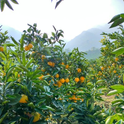 云南沃柑10斤新鲜水果当季蜜橘桔子大果整箱基地直供支持一件代发图2