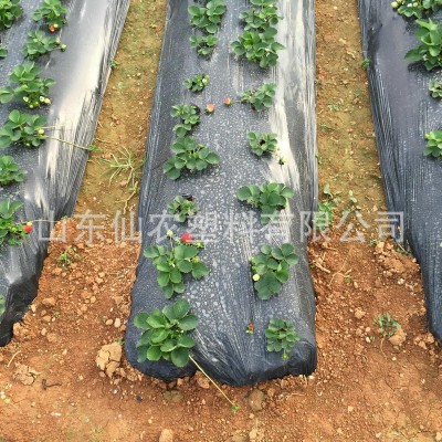 厂家生产供应 农用地膜 黑色地膜 保湿除草 韧性好 全新料图4