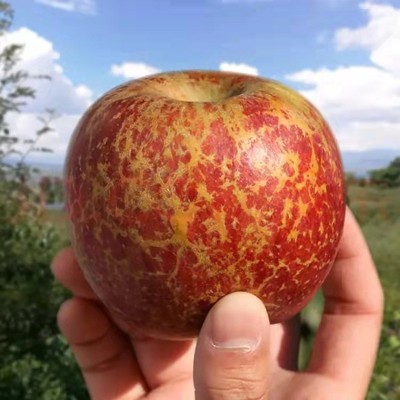 云南昭通丑苹果冰糖心苹果直发红富士新鲜水果平安夜苹果整箱批发图2
