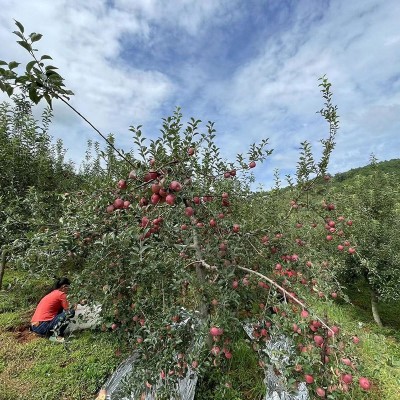 云南昭通冰糖心丑苹果水果新鲜脆甜红富士当季产地直销包邮图3