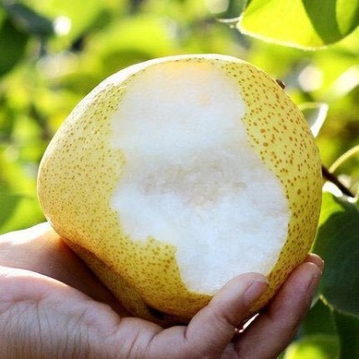 『砀山酥梨老树梨』安徽砀山梨新鲜酥梨大果雪梨当季水果秋梨图2