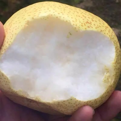 梨子新鲜砀山梨应季安徽汤山梨现摘香雪梨水果梨脆甜整箱包邮图2