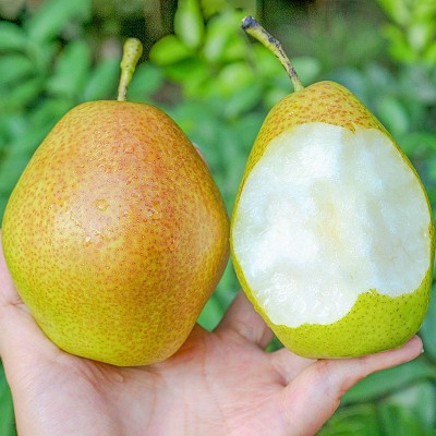 山西红香酥梨新鲜水果当季整箱脆甜薄皮酥梨产地现摘批发汁多无渣图4