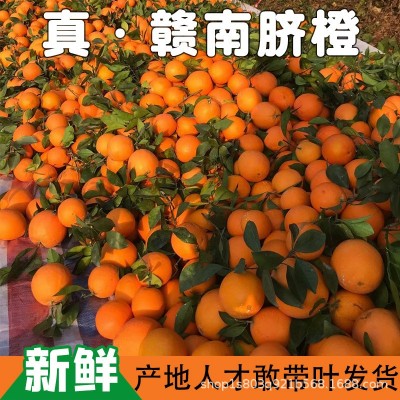 正宗江西赣南脐橙产地直发10斤新鲜水果当季果冻橙子大果一件批发图2