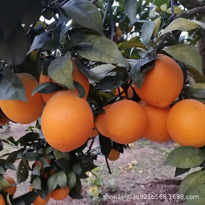 产地直发正宗江西赣南脐橙10斤新鲜水果当季果冻橙子大果批发分销图2