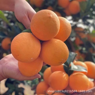 产地直发正宗江西赣南脐橙10斤新鲜水果当季果冻橙子大果批发分销图4
