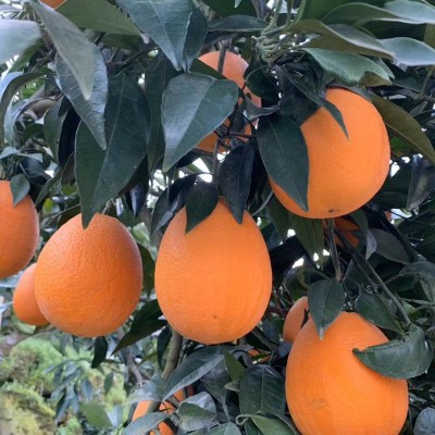 现摘水果批发湖北秭归冬橙纽荷尔长红脐橙整箱新鲜甜橙鹅蛋橙果园图3