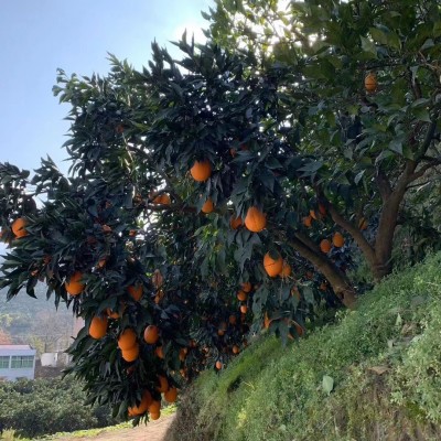 现摘水果批发湖北秭归冬橙纽荷尔长红脐橙整箱新鲜甜橙鹅蛋橙果园图4