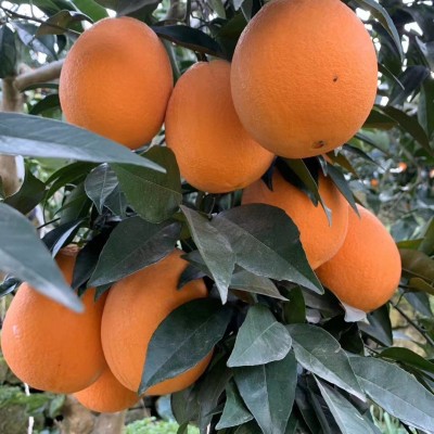 现摘水果批发湖北秭归冬橙纽荷尔长红脐橙整箱新鲜甜橙鹅蛋橙果园图2
