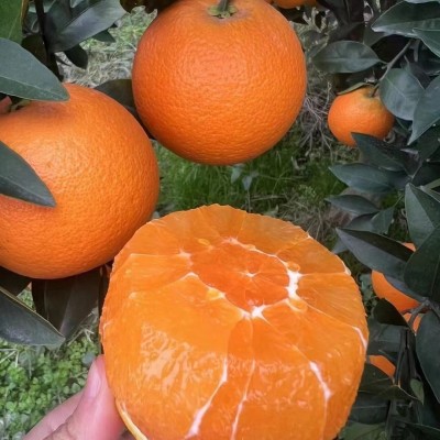 秭归脐橙新鲜应季水果九月红果冻橙子现摘产地果园薄皮甜橙批发图3