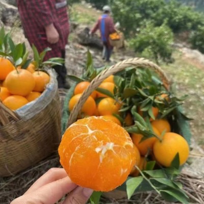秭归脐橙新鲜应季水果九月红果冻橙子现摘产地果园薄皮甜橙批发图4