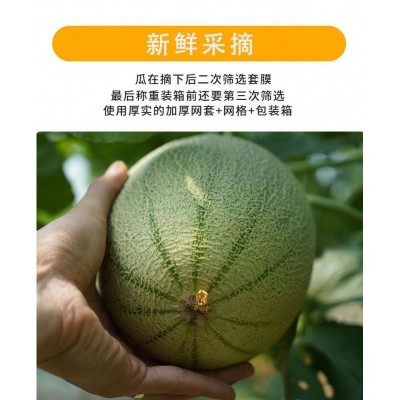 哈密瓜海南当季新鲜水果批发应季网纹瓜整箱正宗爆甜量大从优网红图4