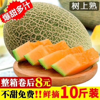 哈密瓜【正宗】西州蜜哈蜜瓜晓蜜25号非新疆玫珑瓜网纹瓜新鲜现摘图2