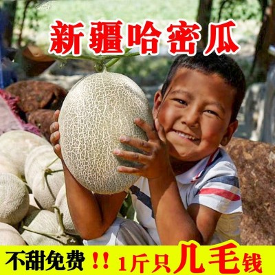 哈密瓜【正宗】西州蜜哈蜜瓜晓蜜25号非新疆玫珑瓜网纹瓜新鲜现摘图3