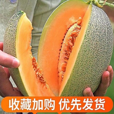 哈密瓜【正宗】西州蜜哈蜜瓜晓蜜25号非新疆玫珑瓜网纹瓜新鲜现摘图5