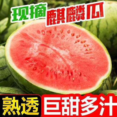 冰糖麒麟瓜8424西瓜新鲜水果现摘现发应季沙瓤薄皮多汁超甜果批发图5