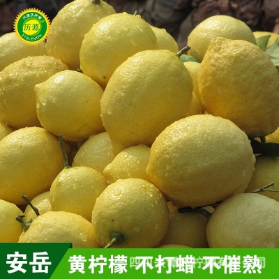 四川安岳尤力克新鲜黄柠檬小果皮薄多汁一件代发奶茶店60-90g批发图3