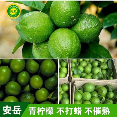 安岳尤力克青柠檬新鲜水果产地自家果园现摘直发批发包邮供奶茶店图4