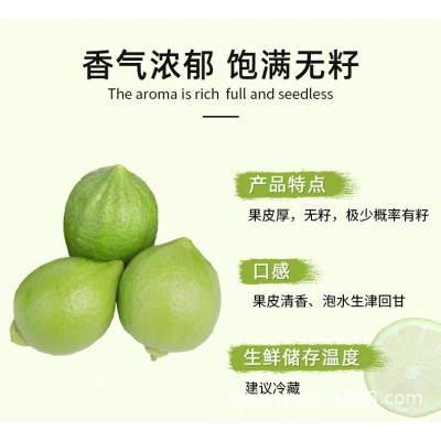 正宗产地广东香水柠檬小青果咖啡奶茶店专用无籽新鲜四季厂家直销图3