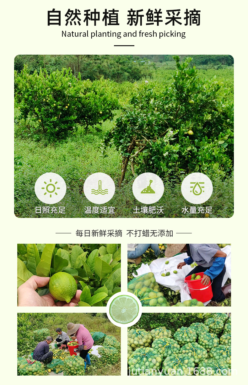 详情-香水柠檬（小果）(1)_04.jpg