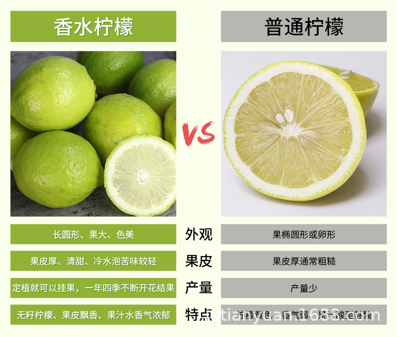 详情-香水柠檬（小果）_03.jpg