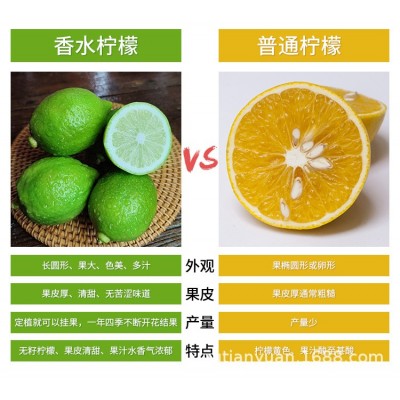 广东香水柠檬新鲜现摘无籽奶茶店专用一级青柠檬当季批发包邮整箱图4