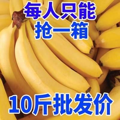 批发价云南香蕉整箱批发新鲜水果薄皮自然熟非蕉米蕉芭蕉厂家直销图3