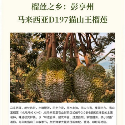猫山王榴莲D197液氮冷冻榴莲批发马来西亚进口正宗水果顺丰包邮图3